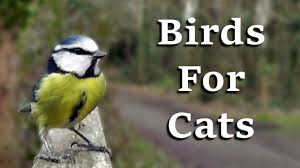 Bird Videos For Cats To Watch Online Videos For Cats To Watch Awesome One Hour Of Birds Coming And Going Soothing Sounds Funny Cat Compilation Cat Gif Funny Cats