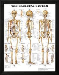 The Skeletal System Anatomical Chart Poster Print Plakater Pa Allposters Dk Human Skeleton Anatomy Human Bones Anatomy Skeletal System Anatomy
