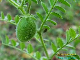 Image result for Cicer arietinum