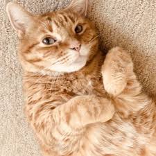 Maybe you would like to learn more about one of these? Fetch 33 Reviews Pet Stores 6058 N 16th St Phoenix Az Phone Number Yelp