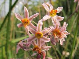 Image result for Tulbaghia acutiloba