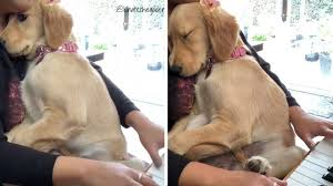 Watch This Sweet Golden Retriever Puppy Get Serenaded To Sleep By Her Human The Dog People By Rover Com
