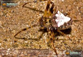 We're lousy with widows at home (this one is at my business office) but i've never seen the white markings before. Arrowhead Orb Weaver Verrucosa Arenata