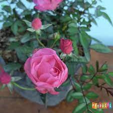 Bunga mawar si bunga cinta, beda warna beda makna. Bunga Mawar Baby Rambat Warna Pink Shopee Indonesia
