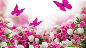 1000x1000 pearl blush butterfly wallpaper>. Pink Butterfly Background Wallpaper Hd 2021 Live Wallpaper Hd