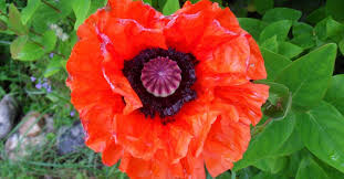 Des Bonbons Aux Coquelicots Le Blog D Initiatives