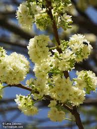 Image result for Dombeya kirkii