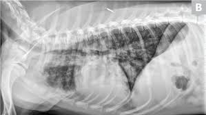 Inflammation of the lungs is a serious and symptomatic disease that is especially dangerous for children and the elderly. Common Pulmonary Diseases In Dogs Clinician S Brief