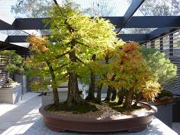 Montezuma Cypress | Coniferous Forest