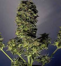 Check spelling or type a new query. Lowryder Seeds Aka Auto Flowering Ganja Dwarf Ams