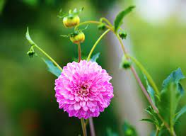 Maybe you would like to learn more about one of these? Blooming Seasons In Golden Gate Park