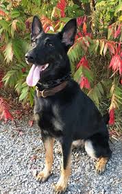 The fact is, cadaver dogs aren't needed every day in the same way a patrol dog is needed every day. New Cadaver Dog To Be Deputized For Search And Rescue Wbfo