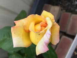 My Bagan Fruit