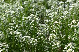 Image result for Allophylus whitei