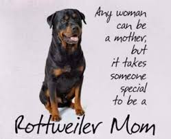 Pin By Shari On Rottweilers Rottweiler Rottweiler Love Rottweiler Puppies