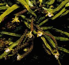 Image result for Taeniophyllum