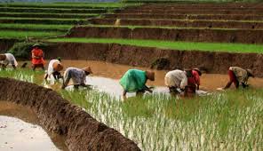 Berdasarkan literatur grist (1960), padi dalam sistematika tumbuhan diklasifikasikan kedalam. Batan Kembangkan 10 Varietas Padi Dengan Teknologi Nuklir Tekno Tempo Co