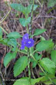 Image result for Stachytarpheta urticifolia