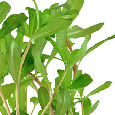 Image result for Nesaea crassicaulis