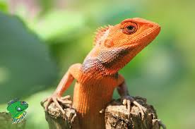 We did not find results for: Cheap Lizards For Sale Online Pasteurinstituteindia Com