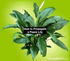 Peace Lily Propagation Peace Lily Care Peace Lily Peace Lily Flower