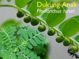 Aku sekarang sangat ketakutan membayangkan bagaimana kalau orang tuaku tahu. Pelbagai Cerita Pokok Dukung Anak