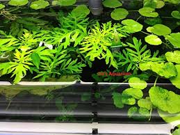 The base submerged area of the plant contains. 11 Best Easiest Freshwater Aquarium Plants For Beginners 2021