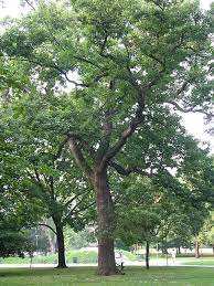 Identify native ontario tree species using pictures of bark, fruit, cones, leaves and needles learn which species grow best in your area, including tips on when and how to plant a tree The Tree Pages