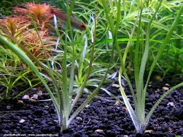 Image result for Eriocaulon buchananii