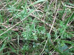 Image result for Cotula australis