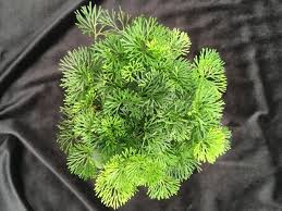 Image result for Elaphoglossum