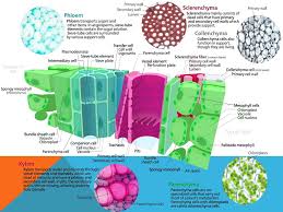 Plants do not have a heart, blood or a circulation system, but they do need a transport system to move food, water and minerals around. Chapter 27 Plant Tissues Ppt Download