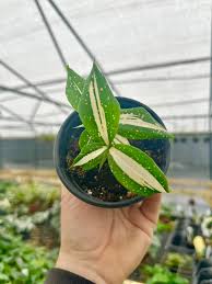 Image result for dracaena