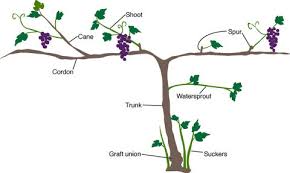 Image result for grape pruning