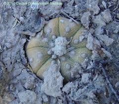 Historically, the star cactus occurred in cameron, hidalgo, and starr counties in texas, and the adjacent states of nuevo leon and tamaulipas in mexico. Astrophytum Cactus Conservation Institute