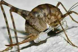 We have them in our area also. 8811 Camel Cricket Female With Eggs As I D Bonitap S Album Coupla Macro Images Pentaxforums Com