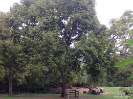Image result for Celtis africana