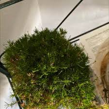 Image result for Sagina