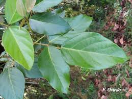 Image result for Erythrina fusca