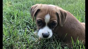 In general, boxadors tend to be intelligent, friendly, energetic, and loving. Puppies In Charlotte Looking For Their Fur Ever Homes Wcnc Com