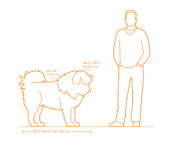 Tail (medium to long) heavily feathered, set on high, loosely curled over back to one side. Tibetan Mastiff Dimensions Drawings Dimensions Com