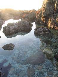 Try This Tidepooling In Northern California California Travel Road Trips California Travel California Places To Visit