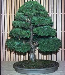 If you have an interest in bonsai, feel free to come to one of our meetings and or workshops. Revealing Nature A Bonsai Journey Peoriamagazines Com