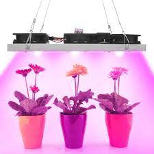 On average, you should leave the plant at this stage for two months, which is ideal for flowering. Cob Led Grow Light Full Spectrum Actual Power 50w 100w 150w 200w Led Plant Grow Lamp For Indoor Plants Veg Flowering Stage Growing Lamps Aliexpress