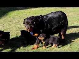 German shepherd x rottweiler pups for sale. Rottweiler Puppies For Sale Near Me Craigslist 07 2021