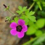 Image result for Geranium aculeolatum