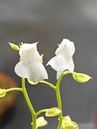 Image result for Utricularia spiralis