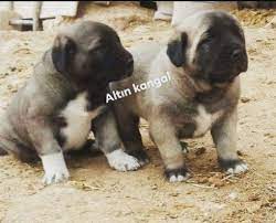 satilik kangal yavrusu kangal kopegi akbas kopek