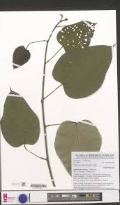 Image result for Manniophyton