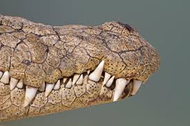 What S The Difference Between An Alligator And A Crocodile Mental Floss